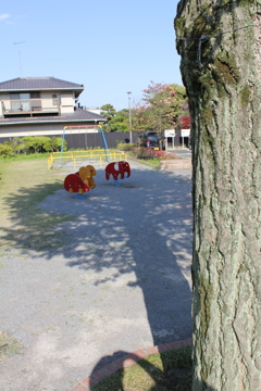 木と影