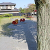 木と影