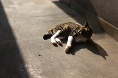 猫と影