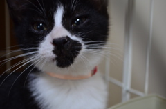猫カフェ