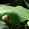 カタツムリ