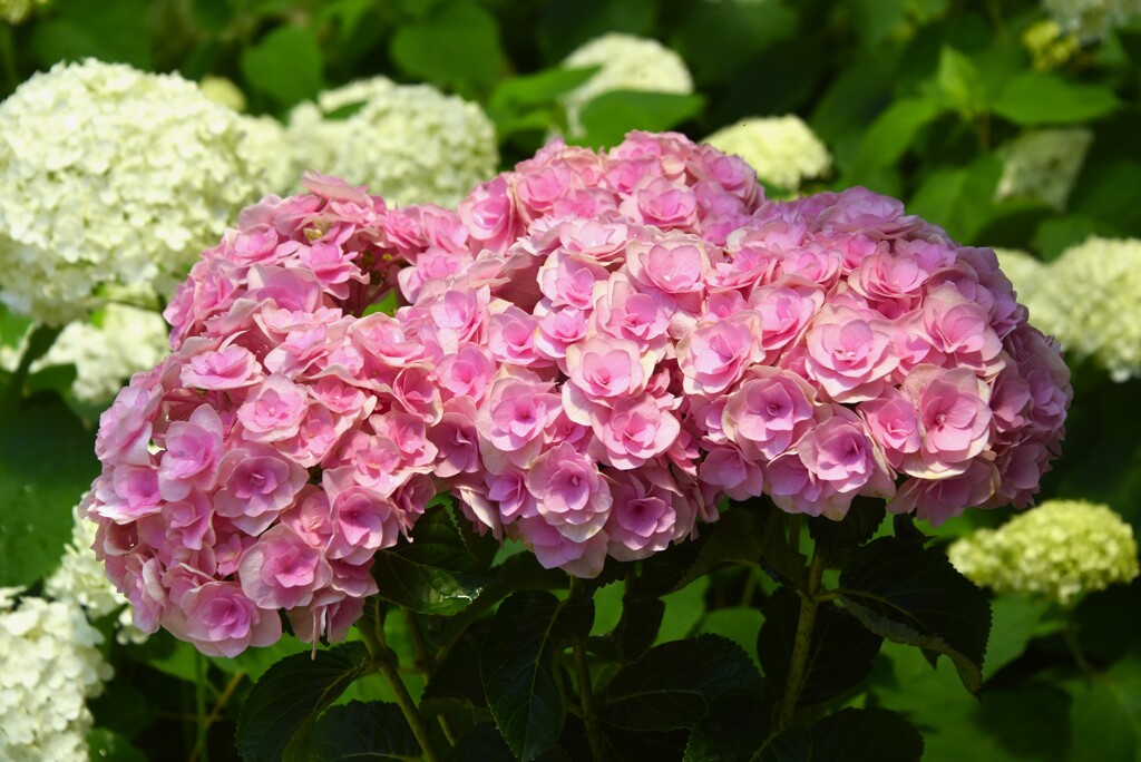 初めての紫陽花？