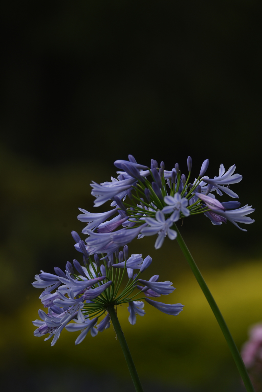 エントランスの花たち