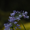 エントランスの花たち