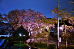夜桜