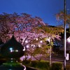 夜桜