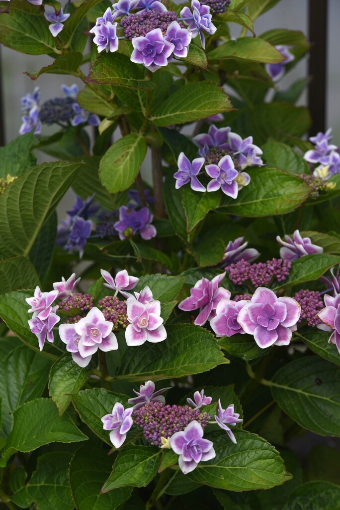 2024年初めての紫陽花