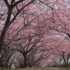 河津桜