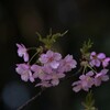 河津桜・満開