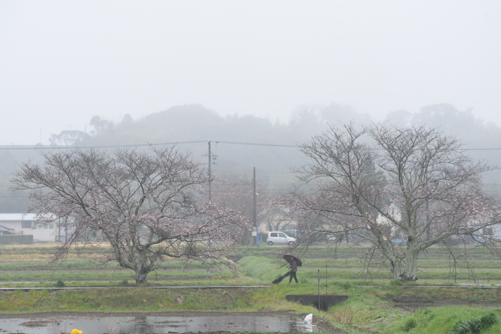 桜・風景