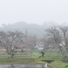 桜・風景