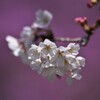 ソメイヨシノ・３分咲き