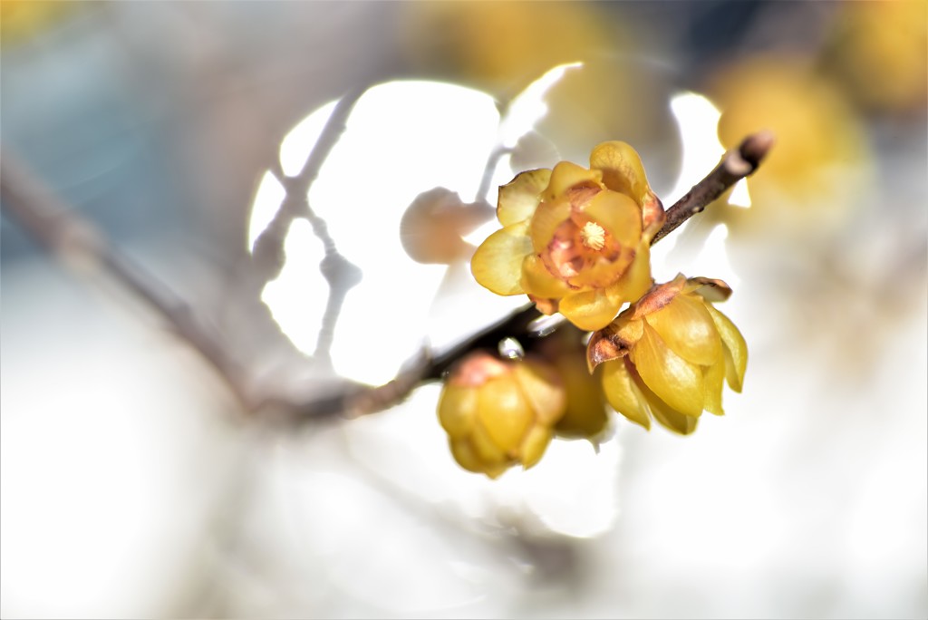 芳香に誘われて