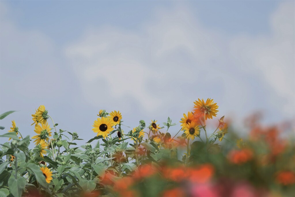 エントランスの花たち