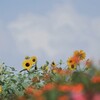 エントランスの花たち