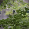 遠州三山風鈴まつり・油山寺