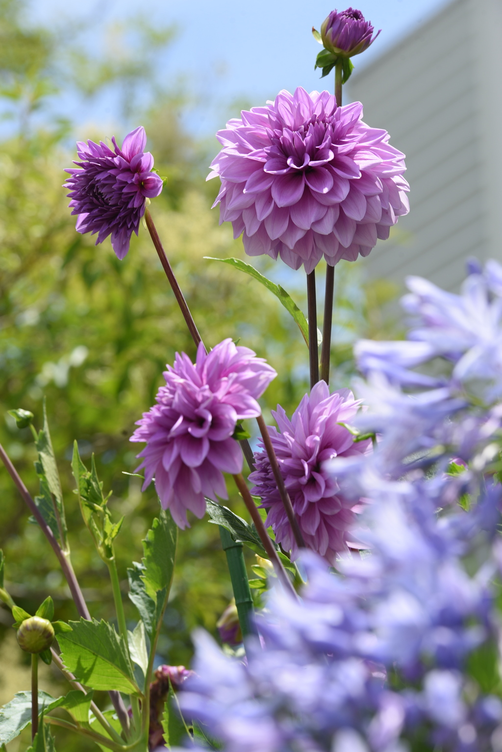 エントランスの花たち