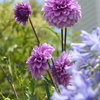 エントランスの花たち