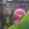 虹色の雨