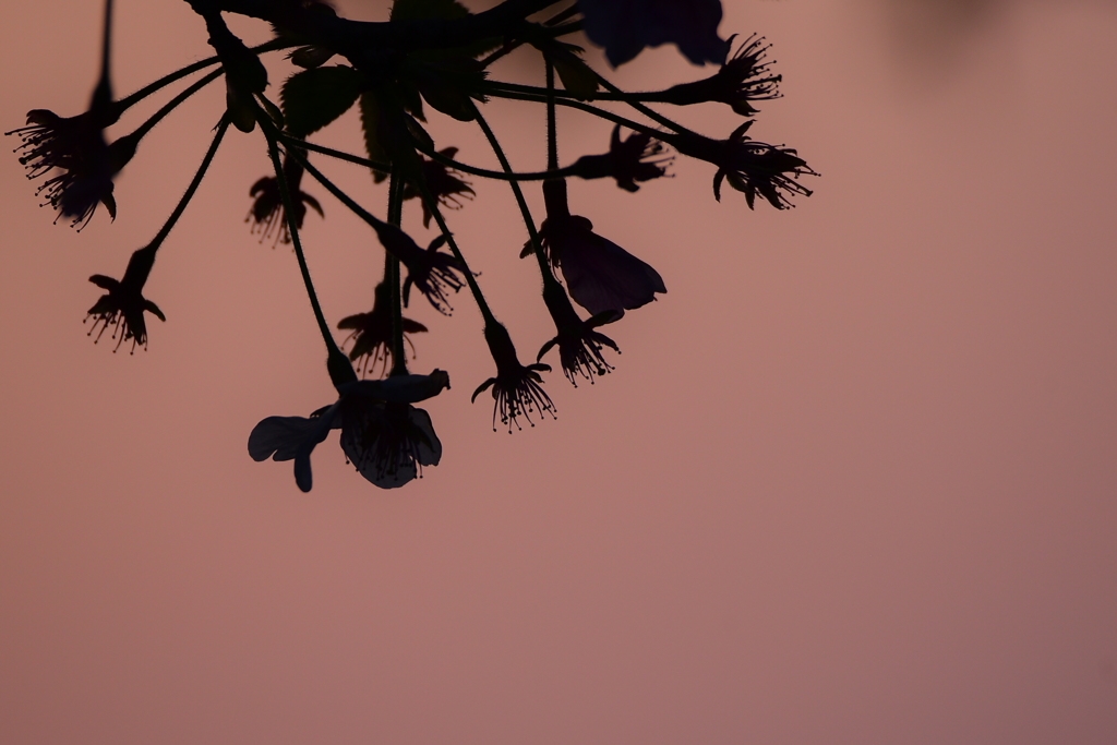 卯月の夕空