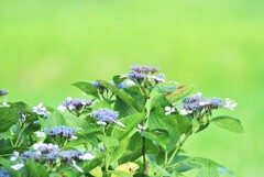 晴天の紫陽花