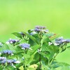 晴天の紫陽花