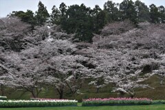 小雨・桜風景