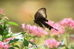 黒いアゲハ蝶