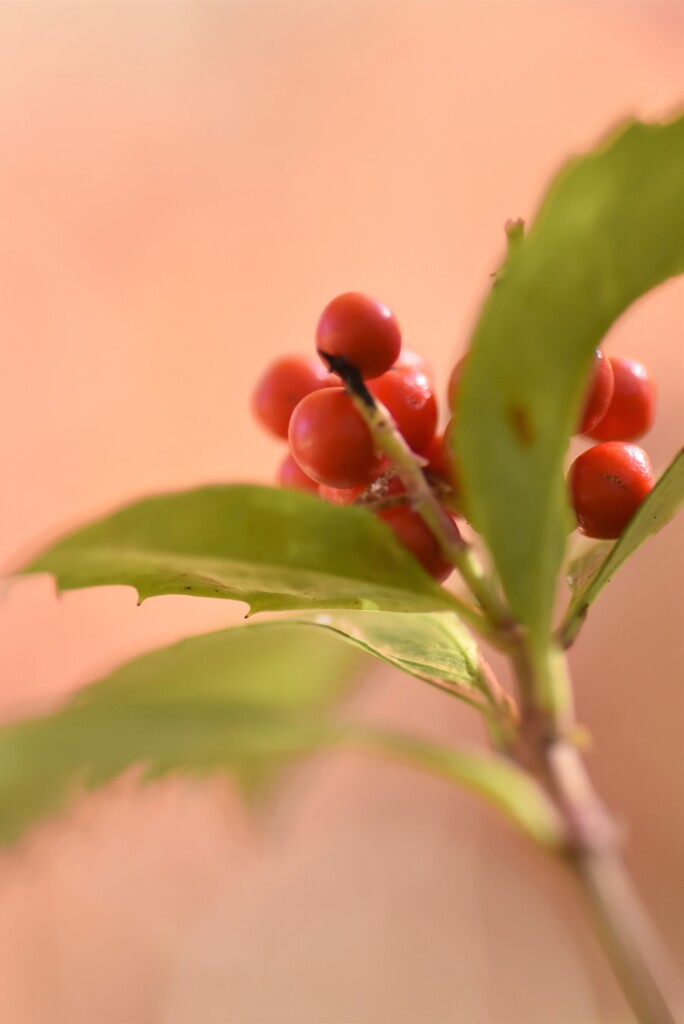 千両と・・・・紅葉