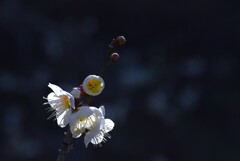 ２月の花