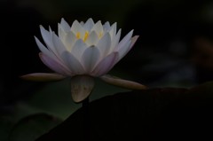 睡蓮  汚れてます