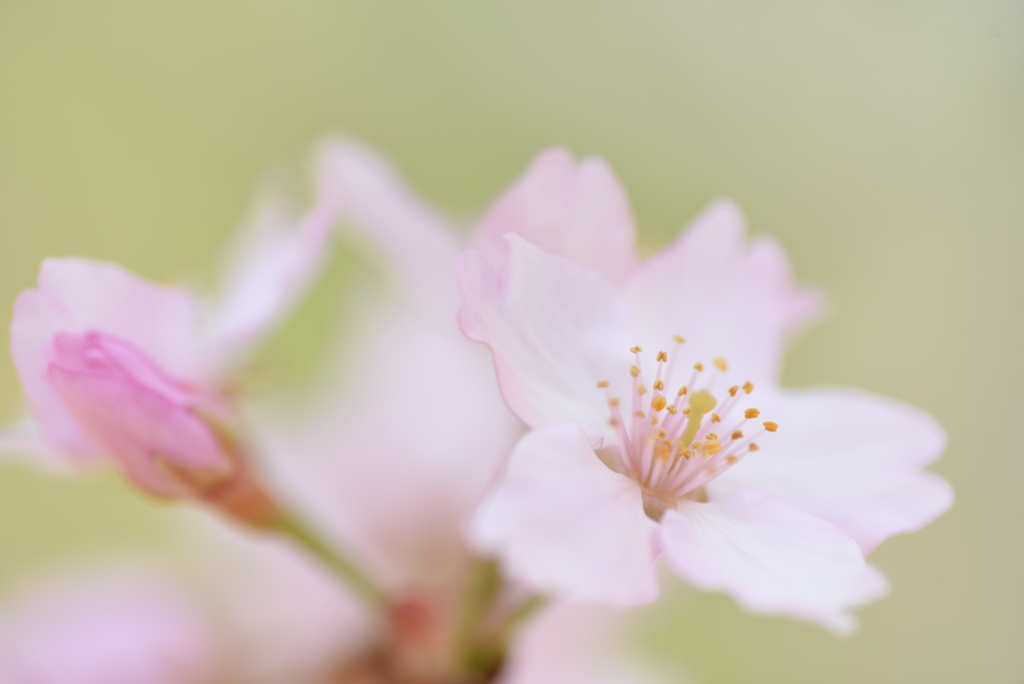 ひなはちじょう桜