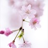 そっと舞う