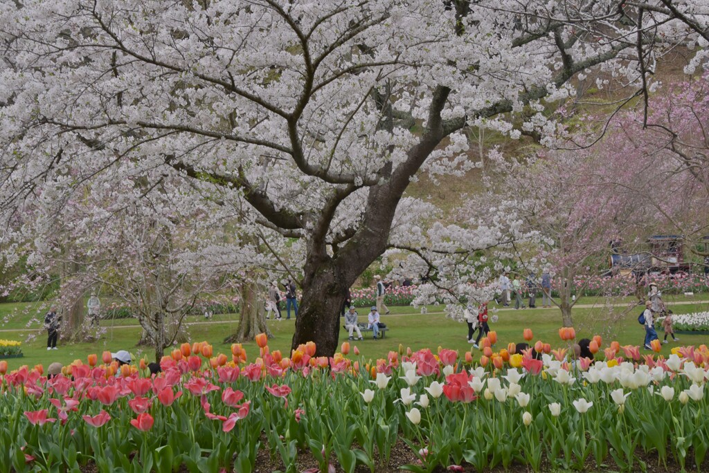 満開の桜の木の下で
