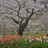 満開の桜の木の下で