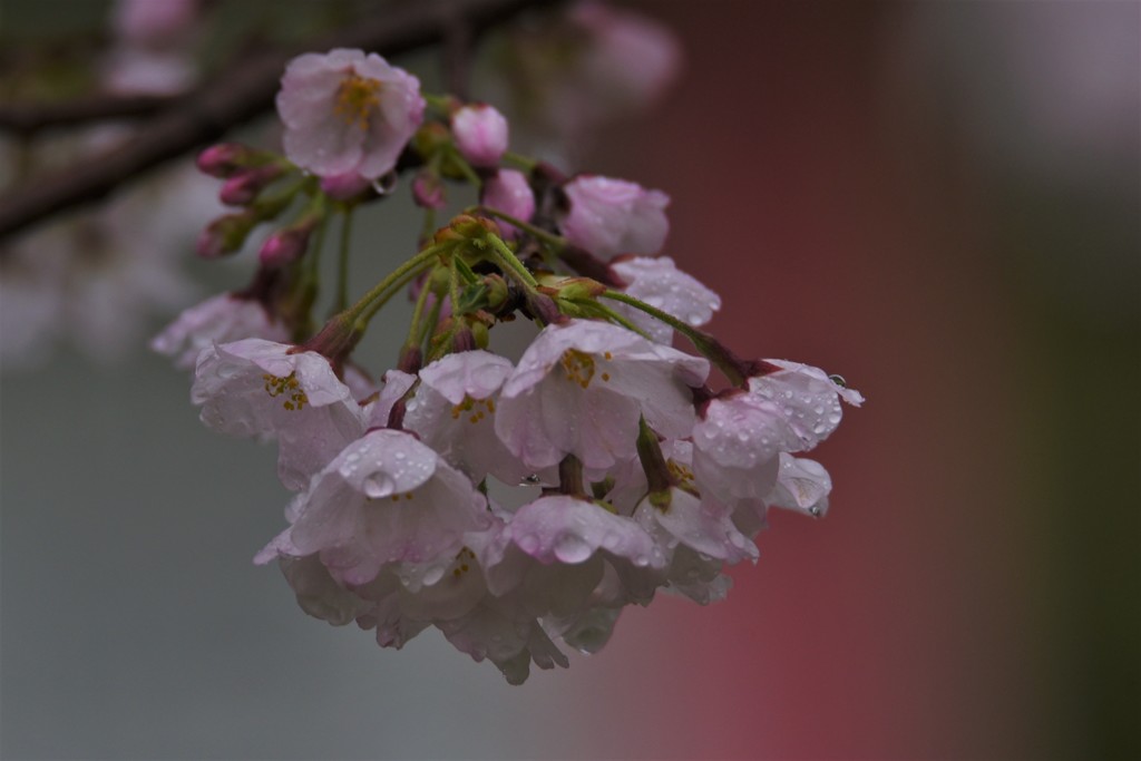 雨だけは似合わない。