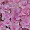 初めての紫陽花？②