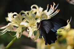 黒いアゲハ蝶