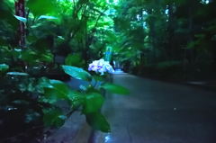 お気に入りの道