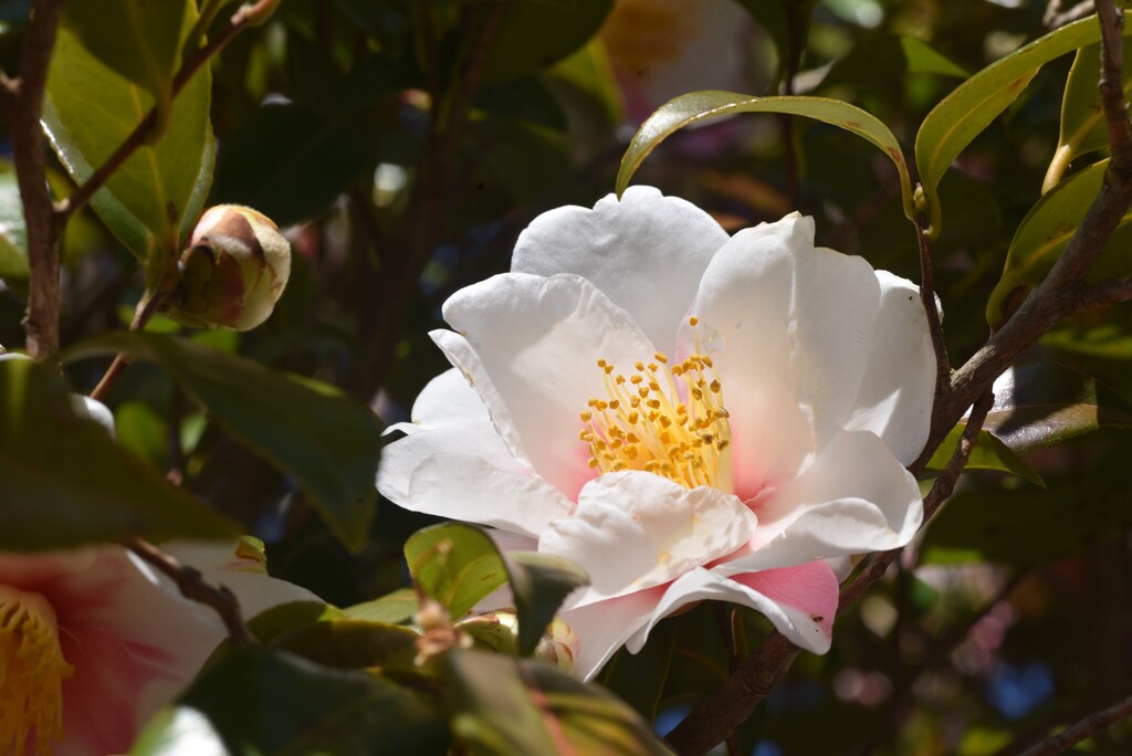 初めての花