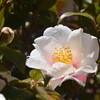 初めての花