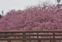 掛川桜