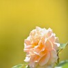 エントランスの薔薇