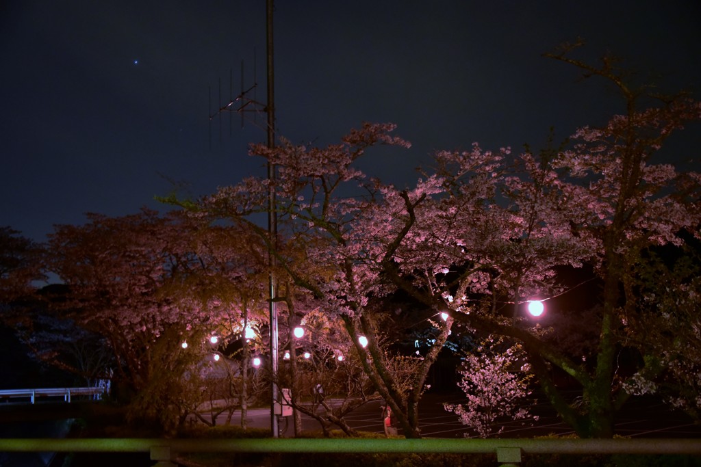 夜の桜