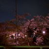 夜の桜
