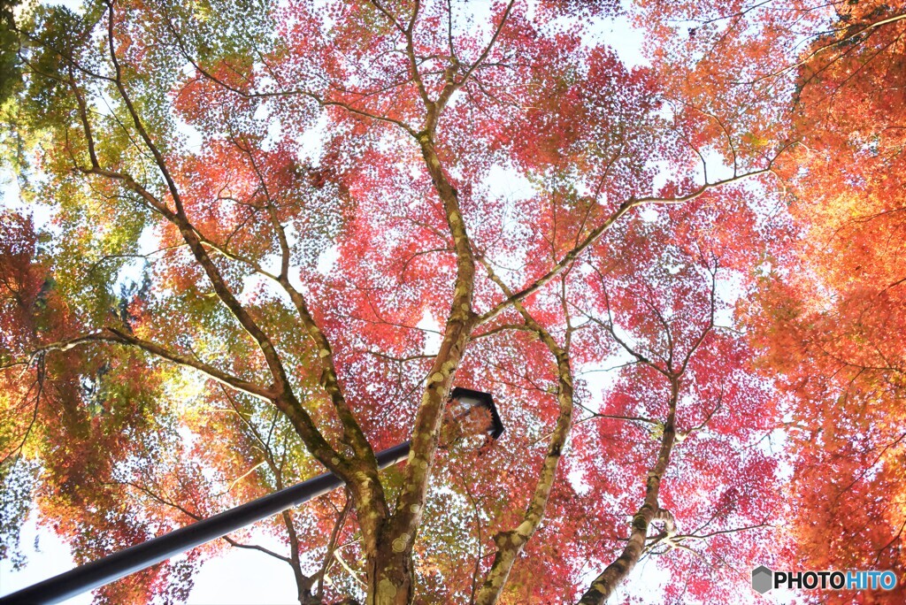 真上の紅葉