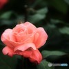Rose Ⅲ