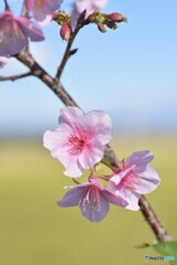 11月の桜