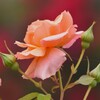 2024年・初めての薔薇
