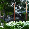 山門脇のアナベル